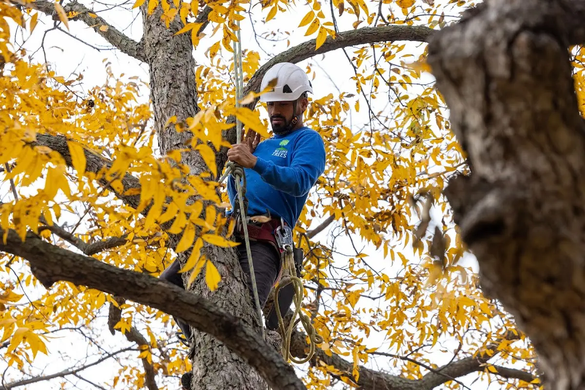 Skilled Tree Planting crew working in King City